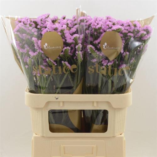 Limonium sinuatum Fantasia Wings