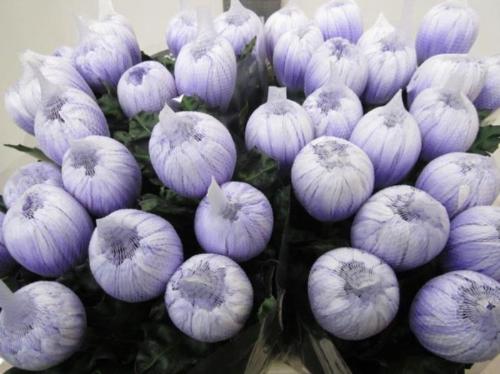 Chrysanthemum (Indicum Grp) geplozen Antonov kleurbehandeld H%