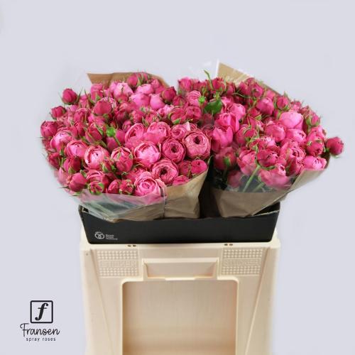 Rosa tros Silva Pink+