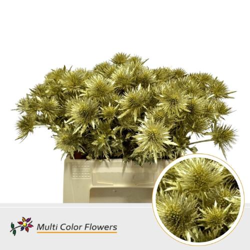 Eryngium alpinum kleurbehandeld H%