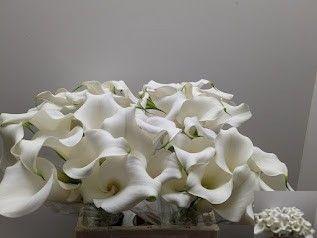 Zantedeschia Pure Art