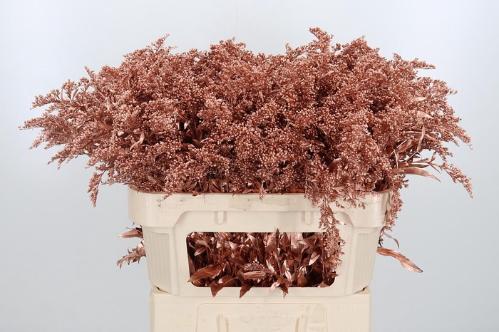 Solidago kleurbehandeld H%