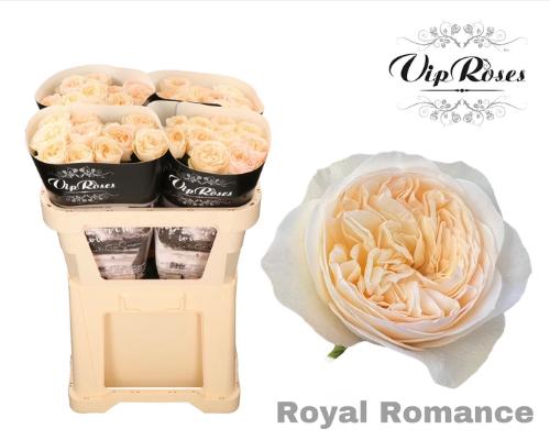 Rosa grootbloemig Royal Romance
