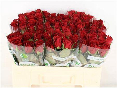 Rosa grootbloemig Burgundy