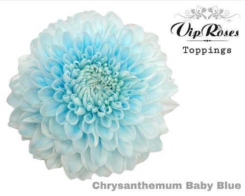 Chrysanthemum geplozen kas kleurbehandeld H%