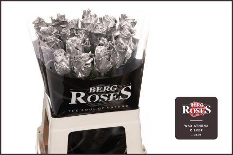 Rosa grootbloemig gewaxt H%