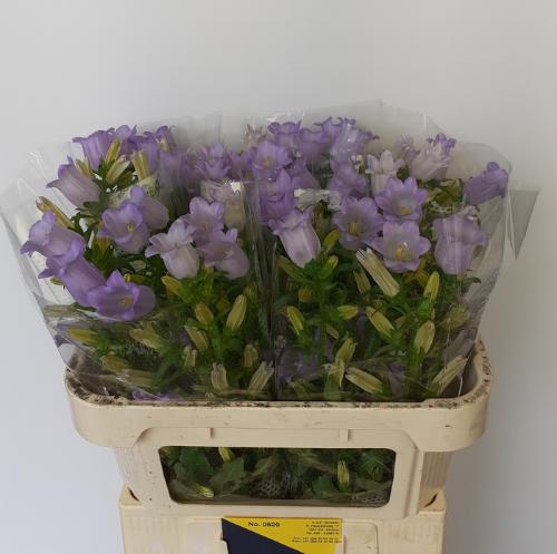 Campanula medium 'Champion Lavender'