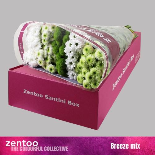 Chrysanthemum Indicum Grp tros santini gemengd