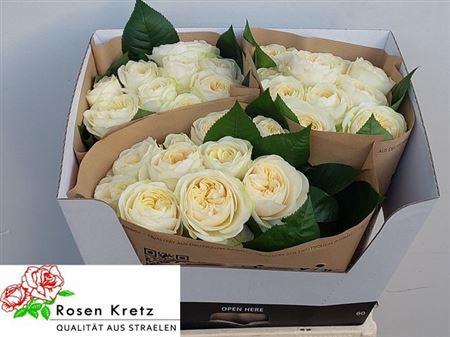 Rosa grootbloemig Whitechapel!