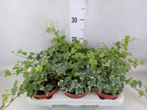 Hedera helix 'Eva'