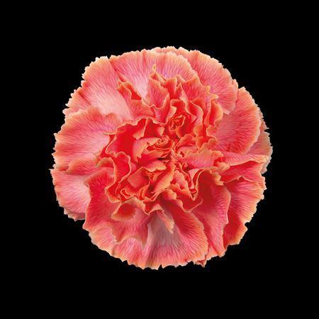 Dianthus standaard kleurbehandeld H%