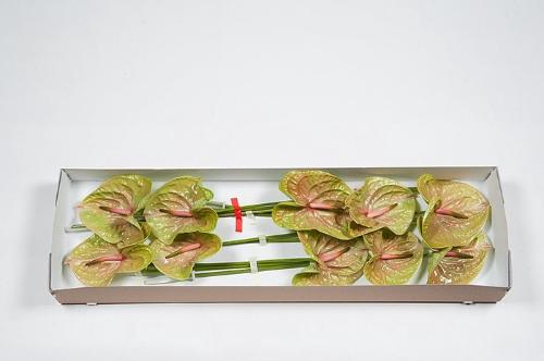Anthurium Andreanum Grp Pistache