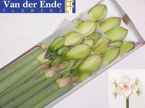 Hippeastrum Double Galaxy Grp 'Nymph'