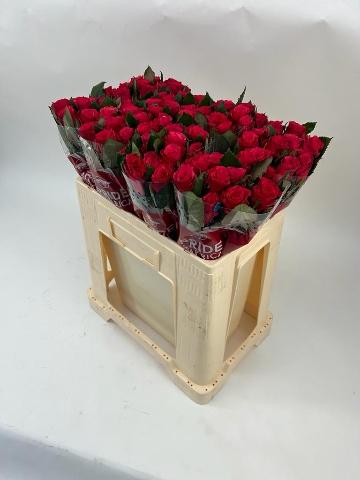 Rosa grootbloemig Tacazzi+