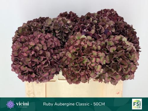 Hydrangea macrophylla Magical Rubyred (classic paars)