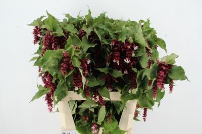 Leycesteria formosa 'Purple Rain'