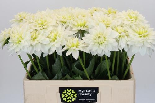 Dahlia 'Karma Maarten Zwaan'