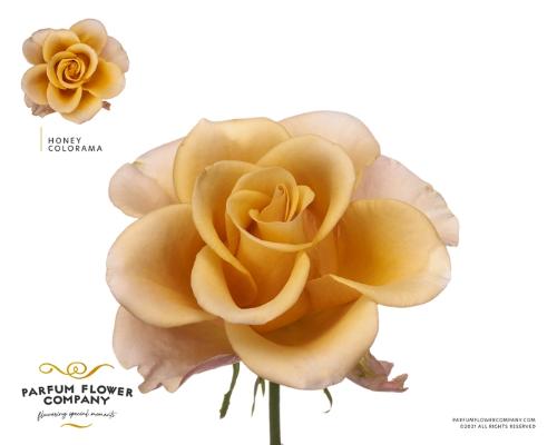 Rosa grootbloemig Honey Colorama
