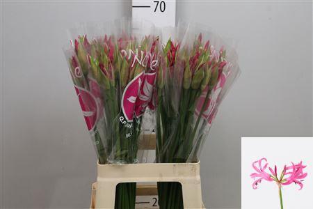 Nerine Bowdenii Grp 'Ras van Roon'