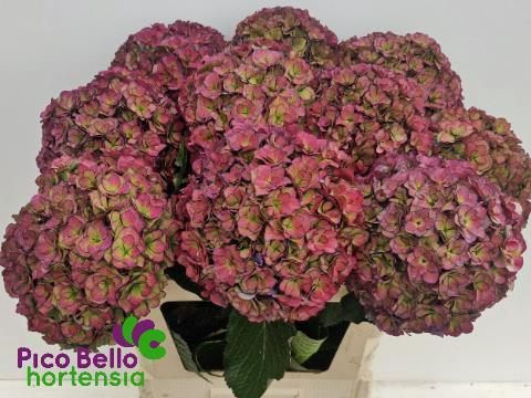 Hydrangea macrophylla Royal Anastasia (classic)