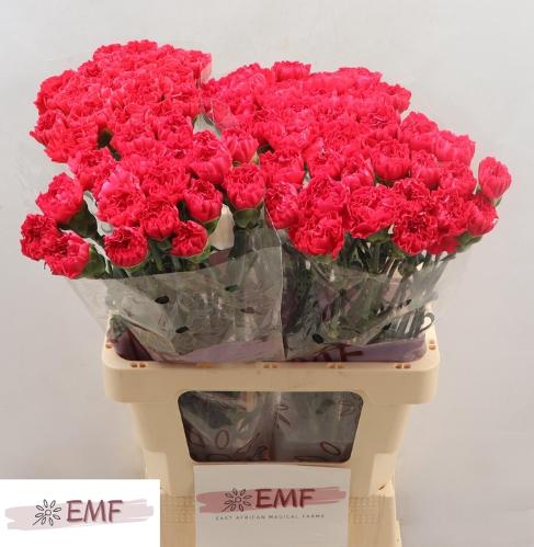 Dianthus standaard Bizet