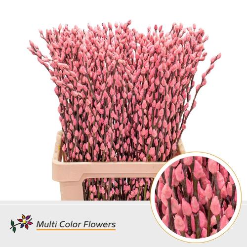 Salix caprea 'Snow Flake' kleurbehandeld H%
