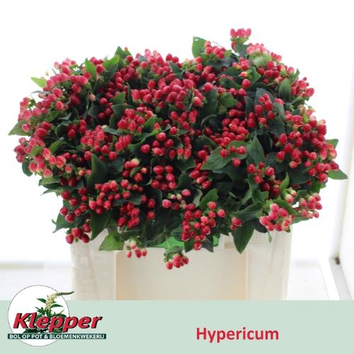 Hypericum x inodorum Magical Hotshot