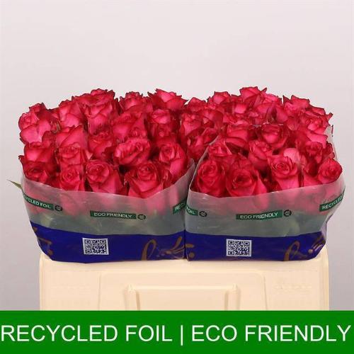 Rosa grootbloemig Lola
