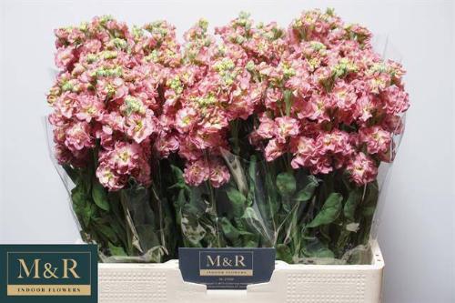 Matthiola incana Stox Antique Rose