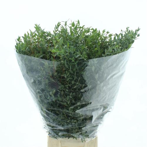 Eucalyptus per bos parvifolia