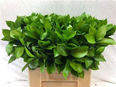 Ruscus hypophyllum (groot blad)
