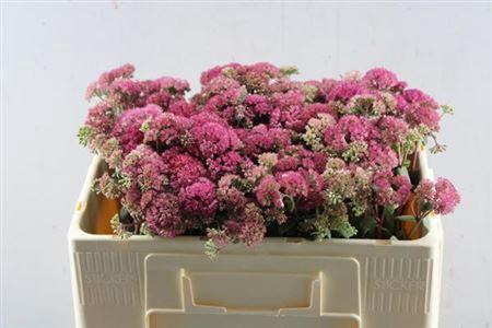Sedum Magical Lizzy