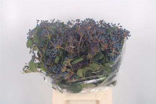 Viburnum per bos overig met bes
