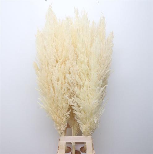 Cortaderia overig