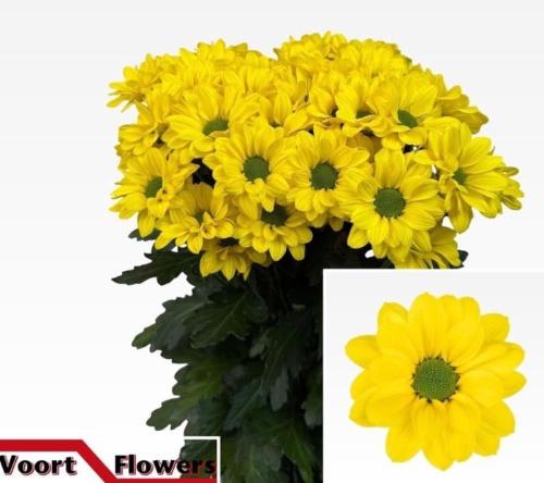 Chrysanthemum( Indicum Grp) tros Copa