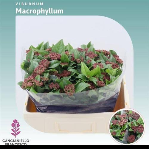 Viburnum tinus per stuk 'Macrophyllum'