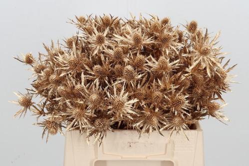 Eryngium planum kleurbehandeld H%