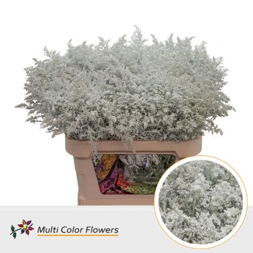Solidago kleurbehandeld H%