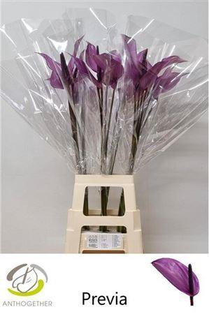 Anthurium Andreanum Grp Previa
