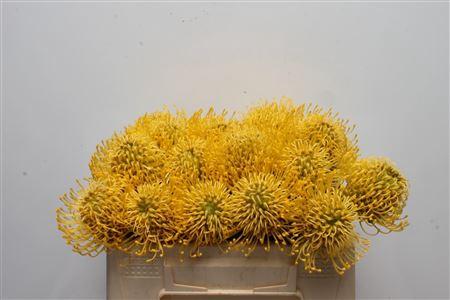 Leucospermum nutans 'High Gold'