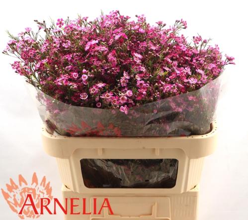 Chamelaucium 'Purple Rain'