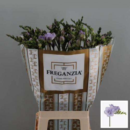 Freesia dubbelbloemig Nice