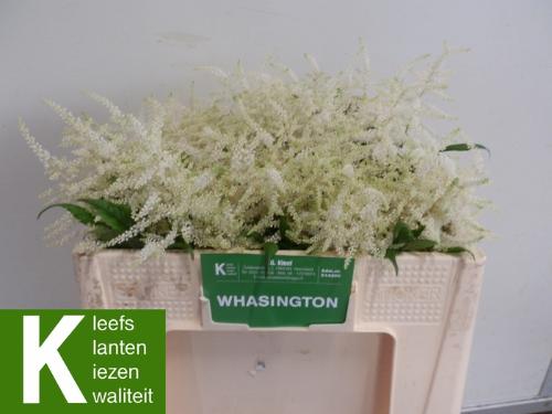 Astilbe Japonica Grp 'Whasingthon'