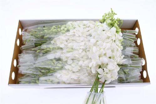 Dendrobium 'Madame Pompadour Wit'