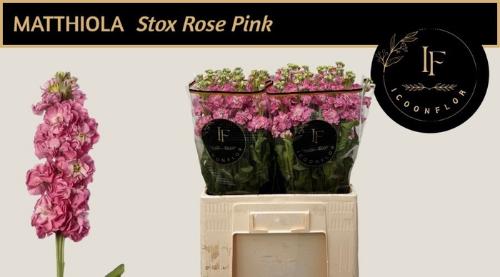 Matthiola incana StoX Rose Pink