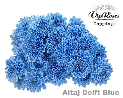 Chrysanthemum Indicum Grp tros kas kleurbehandeld H%