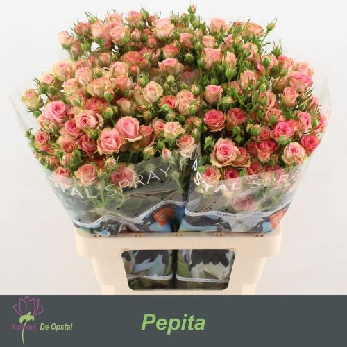 Rosa tros Pepita