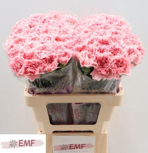 Dianthus standaard Pink Montezuma