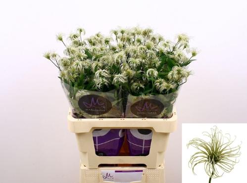 Clematis (Diversifolia Grp) Amazing Kibo (zaadpluis)