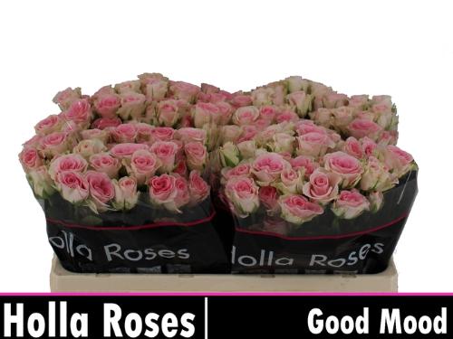 Rosa tros Good Mood